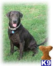 Labrador Retriever Puppies in TX
